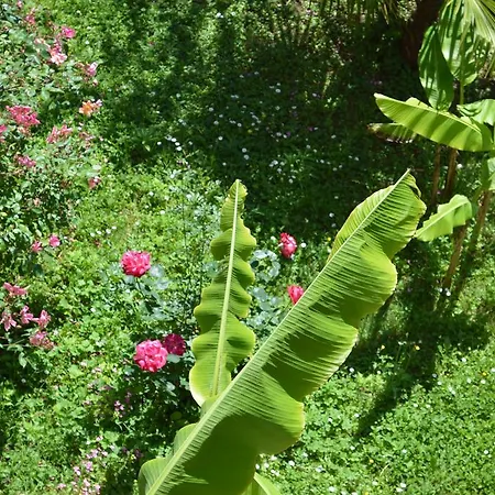 Apartment Palm Garden